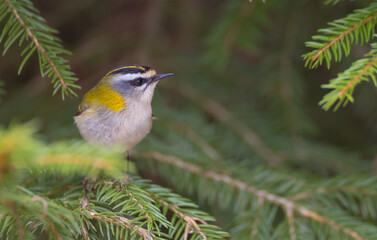 Common Firecrest - male bird at awet  forest in spring
