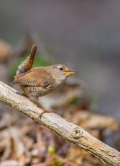 Fototapeta premium Eurasian Wren - in spring at a wet forest
