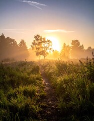 Golden Sunrise Illuminating a Misty Meadow Path.