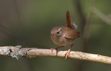 Eurasian Wren - in spring at a wet forest