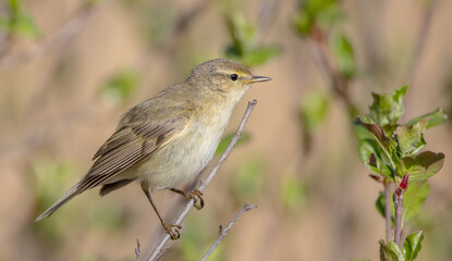 Obraz premium Willow warbler in early spring at a wetland 