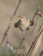 Willow warbler in early spring at a wetland 