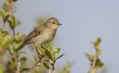 Willow warbler in early spring at a wetland 