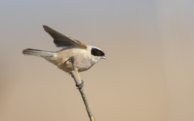 Eurasian Penduline Tit  at the wetland in spring