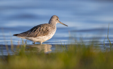 Common Greenshank feeding at a wetland in spring on a migration way