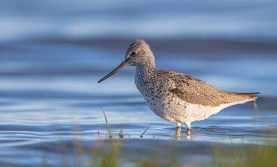 Common Greenshank feeding at a wetland in spring on a migration way