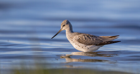 Common Greenshank feeding at a wetland in spring on a migration way