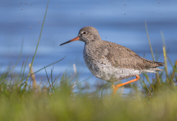 Common Redshank at a wetland on a spring migration way