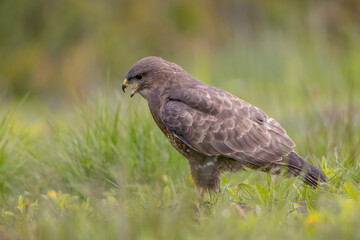 Common Buzzard in spring at a wet forest