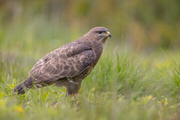Common Buzzard in spring at a wet forest