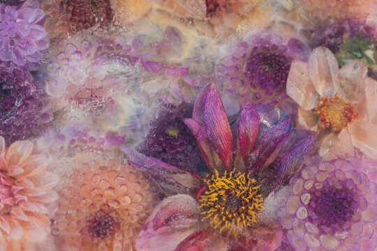 art backgrouind with purple and yellow summer flowers with dahlia, cosmos and zinnia deep frozen in ice