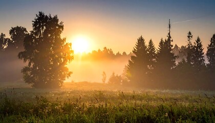 Golden Sunrise Through Misty Forest - A Serene Morning Landscape.