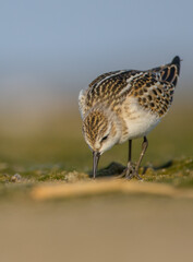 Little stint - at a seashore on the autumn migration way