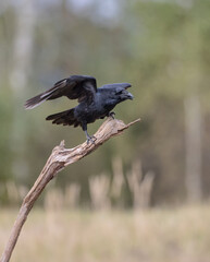 Common Raven - in autumn winter at a wetland