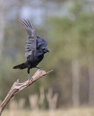 Common Raven - in autumn winter at a wetland