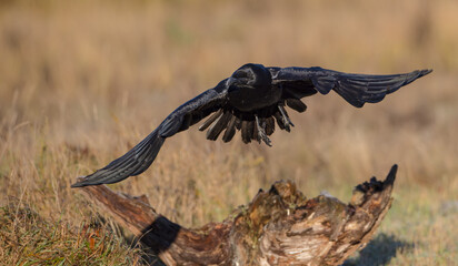 Common Raven - in autumn winter at a wetland