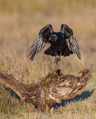 Common Raven - in autumn winter at a wetland