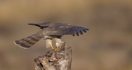 Eurasian Sparrowhawk - male at the wet forest in autumn