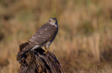 Eurasian Sparrowhawk - male at the wet forest in autumn
