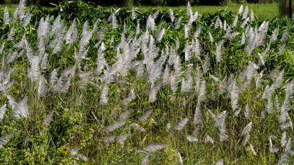 Wild Sugarcane grass or Kans Grass or Kohuwa grass 1