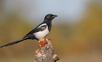 Obraz premium Common Magpie - at a wetland in autumn