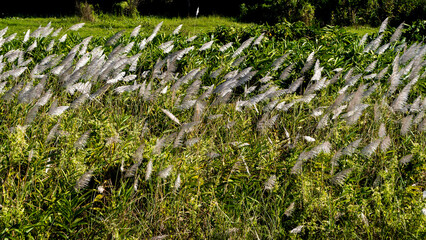 Wild Sugarcane grass or Kans Grass or Kohuwa grass 2