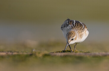 Little stint - at a seashore on the autumn migration way