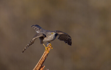 Eurasian Sparrowhawk - male at the wet forest in autumn