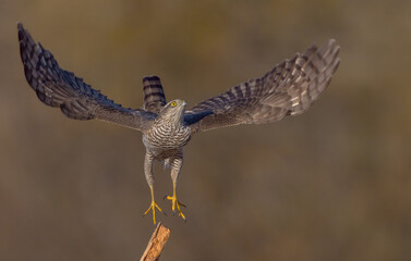 Eurasian Sparrowhawk - male at the wet forest in autumn