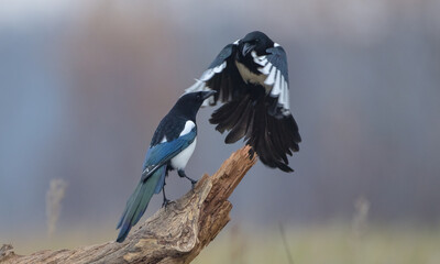 Common Magpie - at a wetland in autumn