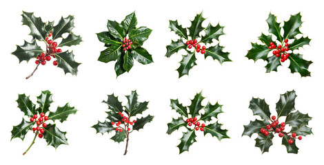 PNG Festive holly leaves and berries, element set on transparent background
