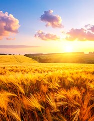 Golden Wheat Field at Sunset - A Breathtaking Landscape.