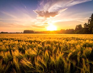 Golden Wheat Field at Sunset - A Breathtaking Landscape.