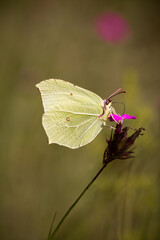 Latolistek cytrynek na różowym kwiatku, delikatny żółty motyl na łące.