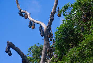 A colony of giant bats sleeps during the day in special parks in Adelaide, Australia.