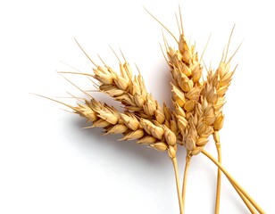 Golden Wheat Stalks on White Background - A Harvest of Grain.