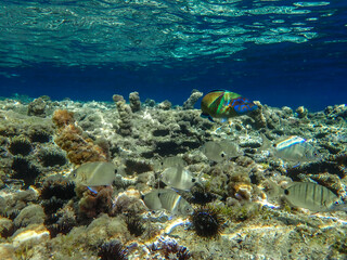 Ocean underwater rays of light background, under blue water sunlight. Underwater background, ocean or sea surface seen from under water. Rays of light beams, abstract marine backdrop. Nature landscape