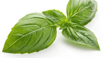 fresh basil isolated on a white background