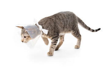 Playful cat with cone hunting or sneaking up on something. Resilient kitty cat wearing e-collar after surgery. Kitten healing fast, post spay recovery. 5 months old female tabby cat. Selective focus.