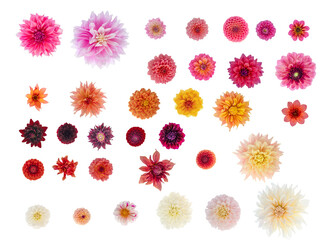 Dahlia flower isolations top down  - 34 different cultivars in a variety of colours, all in correct proportion 