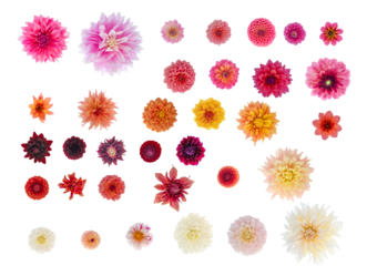 Dahlia flower isolations top down  - 34 different cultivars in a variety of colours, all in correct proportion 