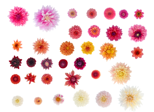 Dahlia flower isolations top down  - 34 different cultivars in a variety of colours, all in correct proportion 