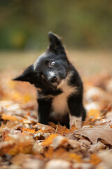 border collie puppy sitting on fallen autumn leaves shaking her head