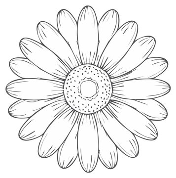 Simple hand drawn gerbera daisy flower outline vector illustration for a coloring book page