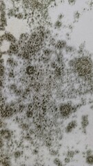  Close-up texture of dark mold spots on a white wall surface, showing organic growth patterns, moisture damage, and fungal contamination