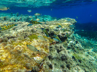 Ocean underwater rays of light background, under blue water sunlight. Underwater background, ocean or sea surface seen from under water. Rays of light beams, abstract marine backdrop. Nature landscape