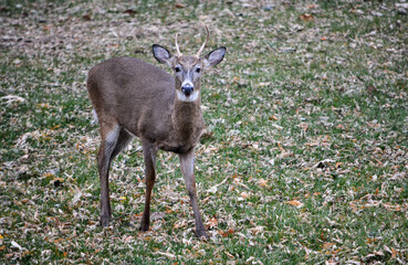 Obraz premium SE Michigan spike horn buck and 6-point buck.