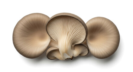 Fresh oyster mushrooms on a clean white background, perfect for healthy eating campaigns and culinary ingredient visuals showcasing natural vegan food