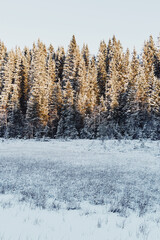 Fototapeta premium Landscape from and around the Vindflomyrene Nature Reserve at the Totenåsen Hills, Norway, November 2025.