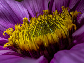 Makroaufnahme der Bl&uuml;tenstempel einer Cosmea - Cosmos bipinnatus Cav. - Gattung Cosmos - Familie Asteraceae